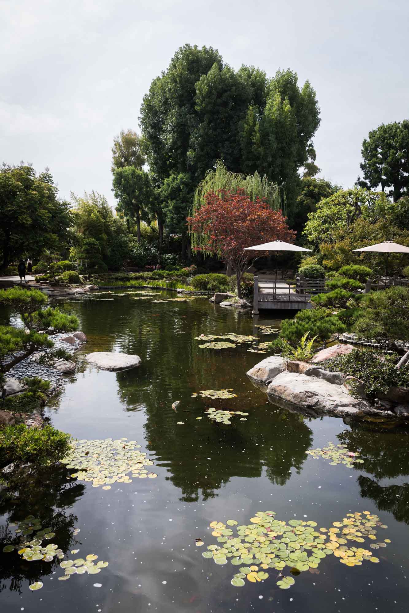 Weeping willow and other trees beside a lily pond in Earl Burns Miller Japanese Garden for an article on where to propose in Long Beach