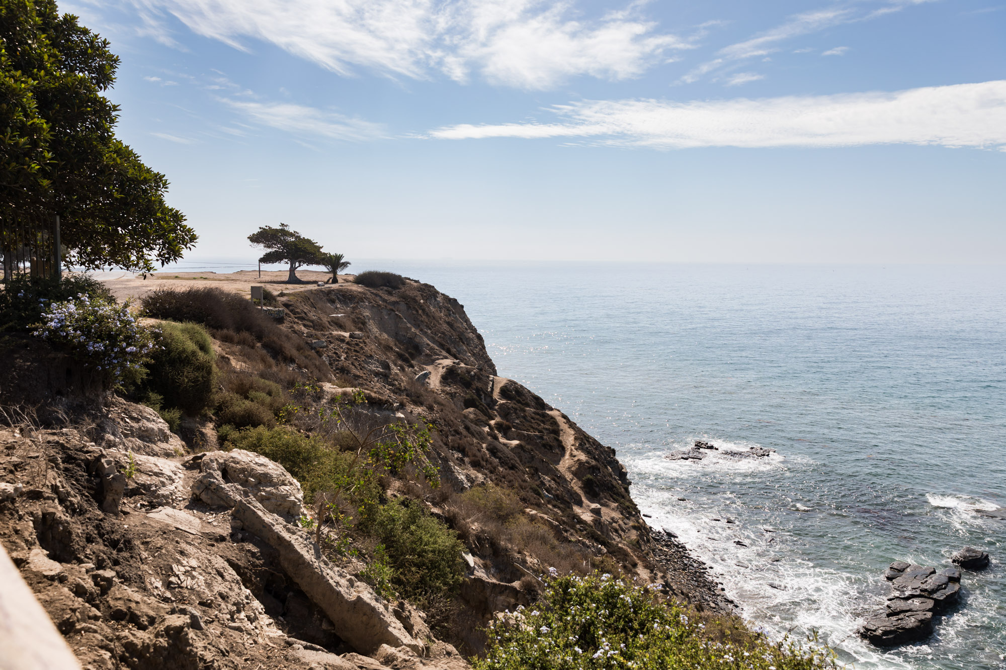 View of Pacific Overlook with dramatic cliff drop down into the Pacific Ocean and trees on top of the cliff for an article on where to propose in Long Beach