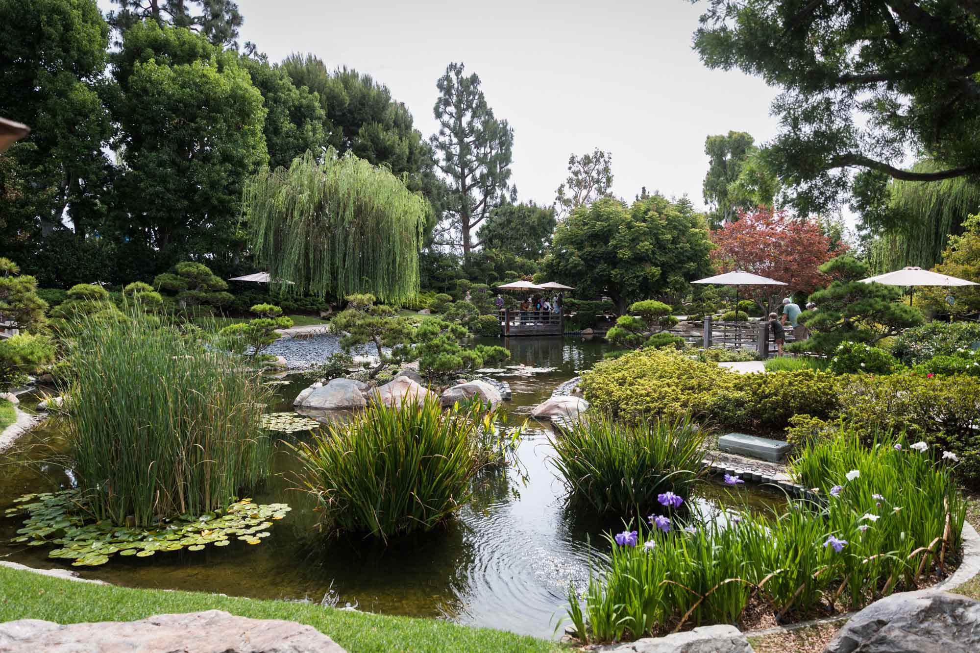 Weeping willow and other trees beside a lily pond in Earl Burns Miller Japanese Garden for an article on where to propose in Long Beach
