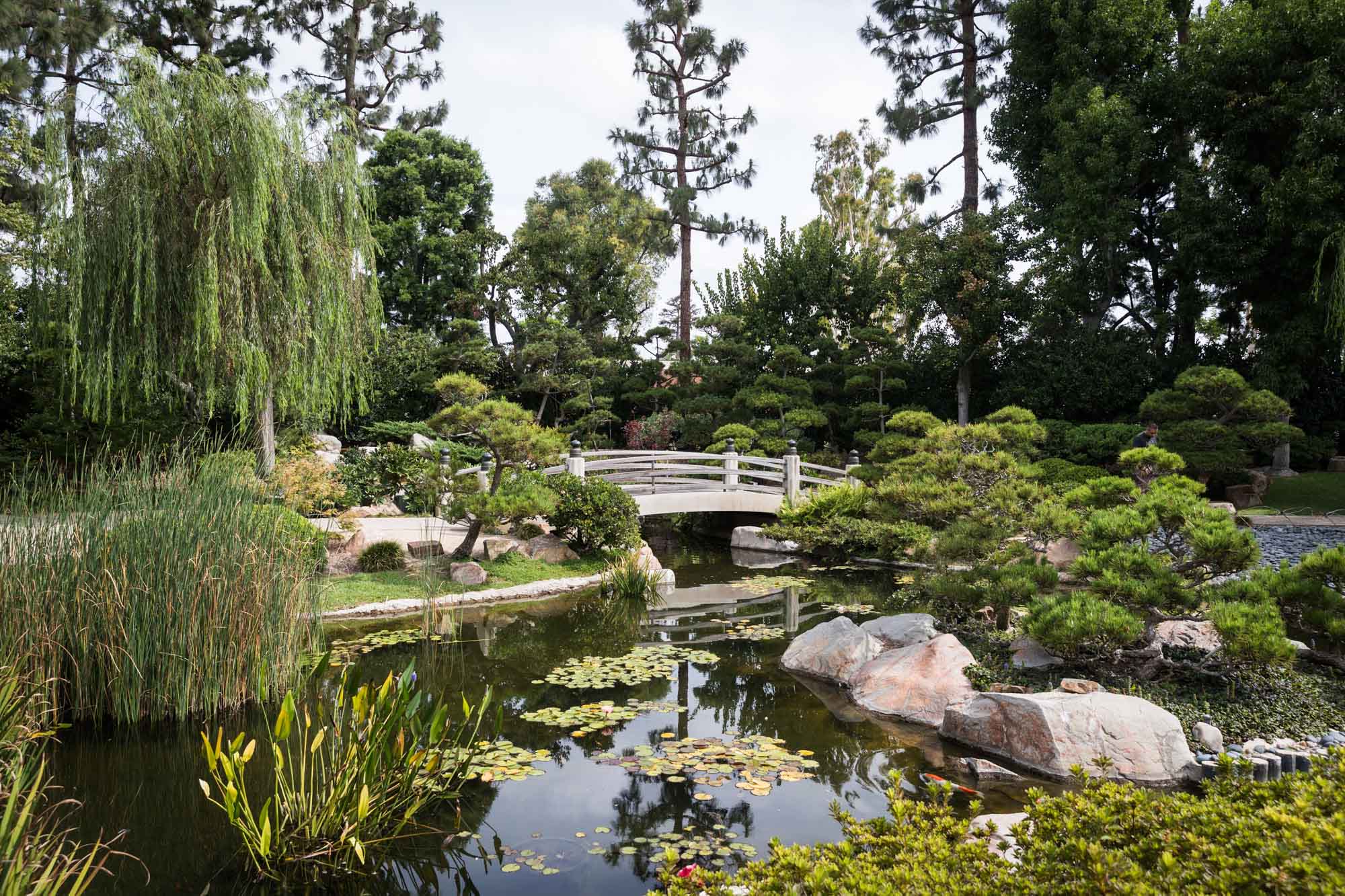 Curved wooden bridge over a lily pond in Earl Burns Miller Japanese Garden for an article on where to propose in Long Beach