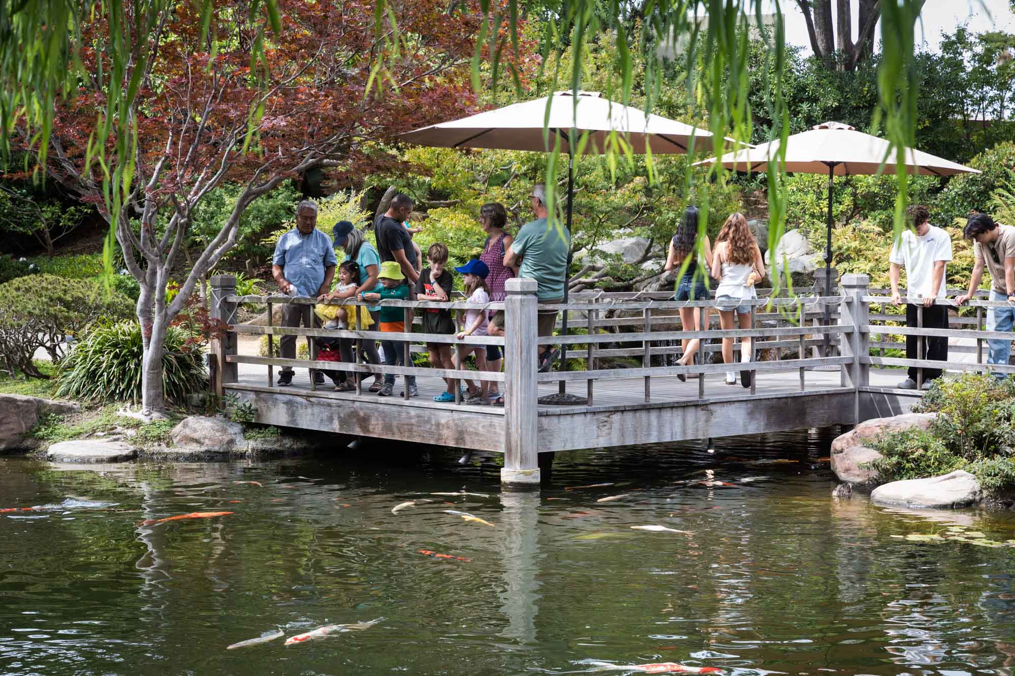 Several guests looking down at koi fish in a lily pond in Earl Burns Miller Japanese Garden for an article on where to propose in Long Beach