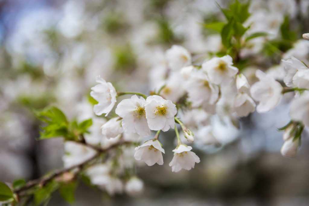 Cherry Blossoms in Queens Kelly Williams, Photographer